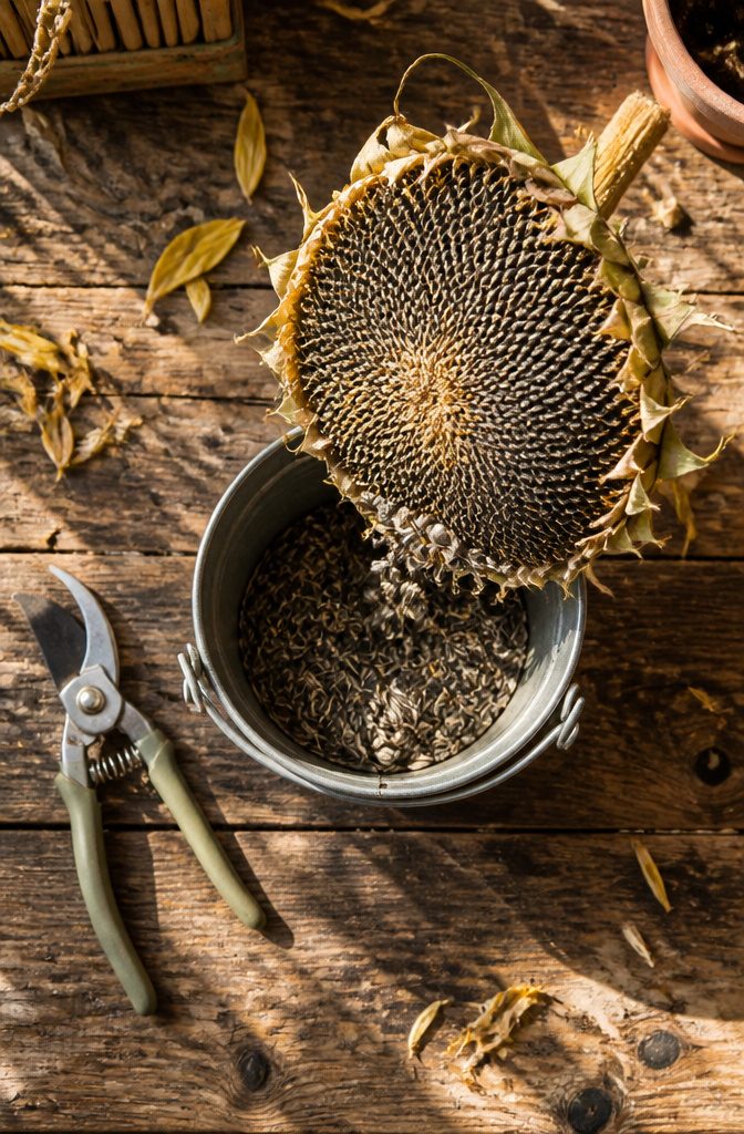 How to Harvest Sunflower Seeds: 6 Steps for 2026 5 A gardener rubs a sunflower seed head over a bucket to collect seeds.