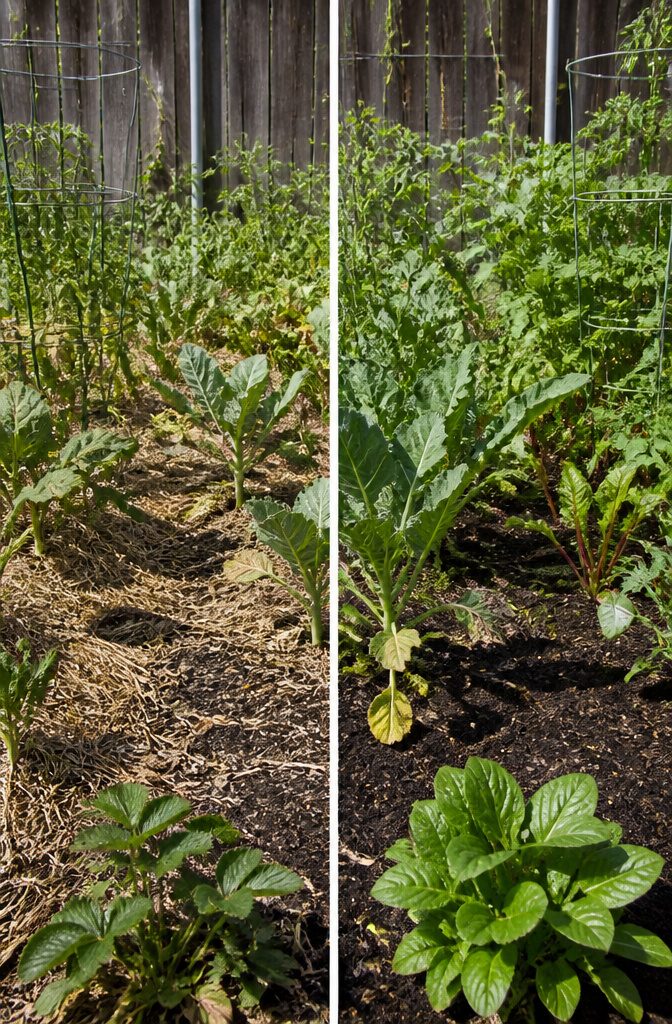 Illustration of the benefits of compost tea for soil and plants.