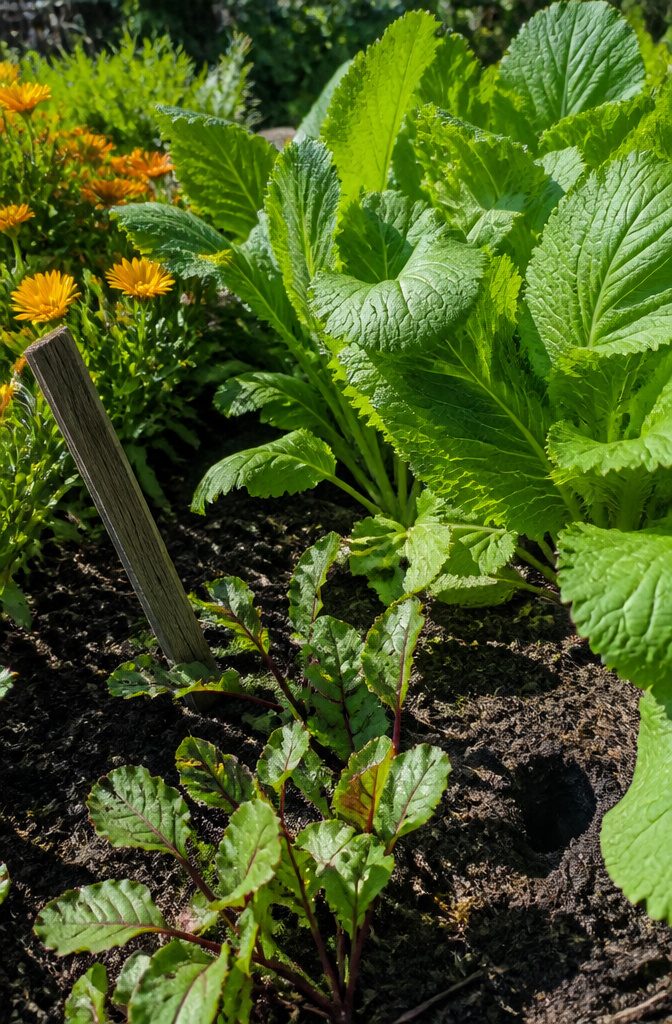 What Not to Grow: Incompatible Plants for Vegetable Gardens 19 Mustard greens growing alongside beets in a garden bed.