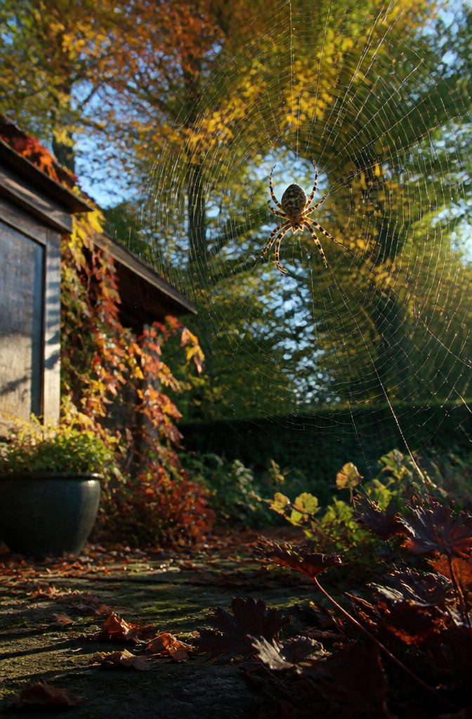 What to Do About Spiders in Your Garden 11 An orb-weaver spider creating a web among garden plants.