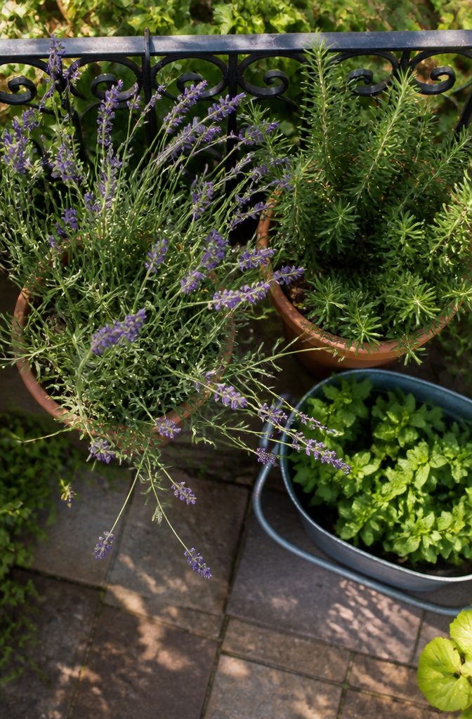 What to Do About Spiders in Your Garden 7 Potted lavender and rosemary plants near patio steps.