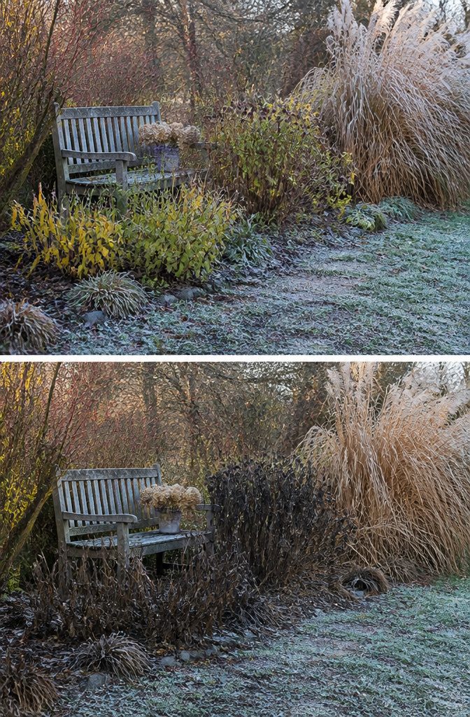 Which Plants to Winterize: Perennials, Tender Plants and Cold-Hardy Options 4 Ragged foliage of Anemone, blackberry lily, and Joe-Pye weed after frost.