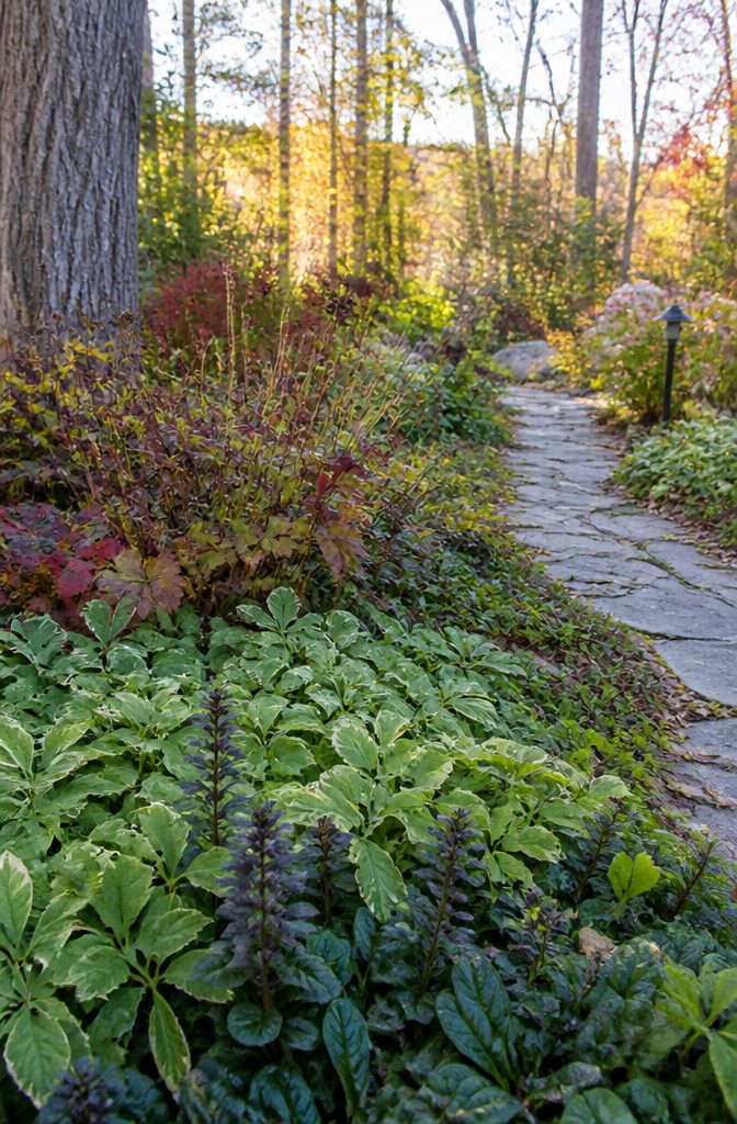 Which Plants to Winterize: Perennials, Tender Plants and Cold-Hardy Options 2 Ground cover of Aegopodium and Ajuga in a garden corner.