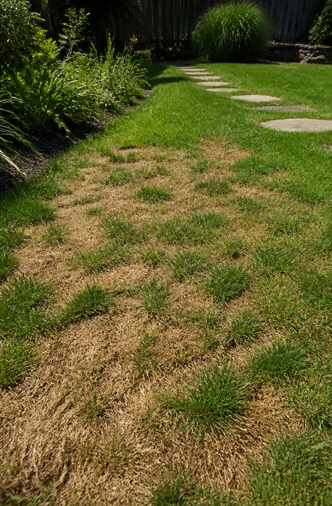 Why Is It Bad to Mow Your Lawn Too Short? 6 A section of lawn with large brown patches and uneven grass.