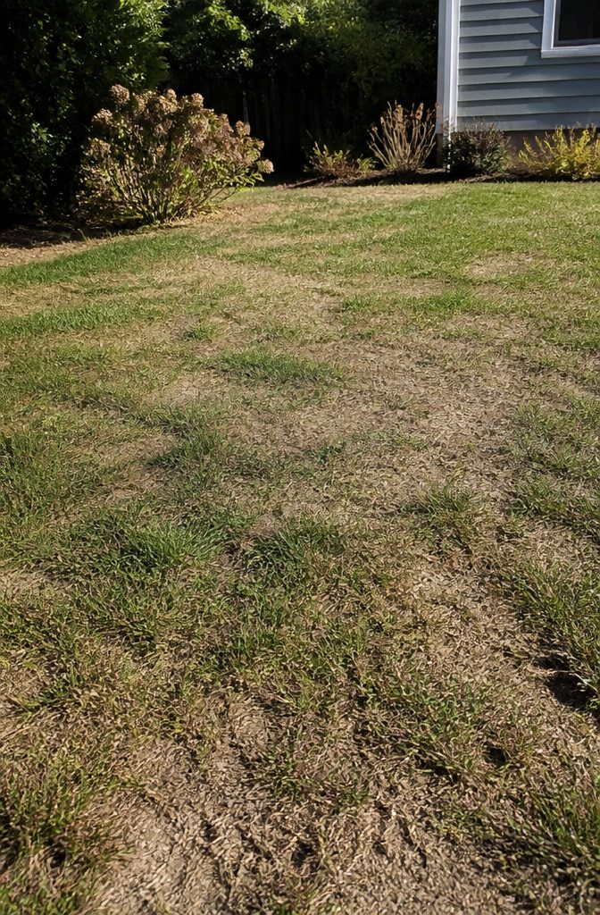 Why Is It Bad to Mow Your Lawn Too Short? 3 A lawn with uneven grass height and dry soil patches.