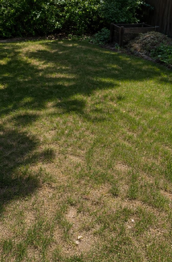 Why Is It Bad to Mow Your Lawn Too Short? 7 A patch of lawn with unhealthy grass and light brown spots.