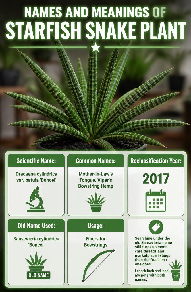 Why the Low Light Drought Tolerant Starfish Snake Plant Is the Star of the Show 13 Information image detailing the names and meanings of the starfish snake plant.